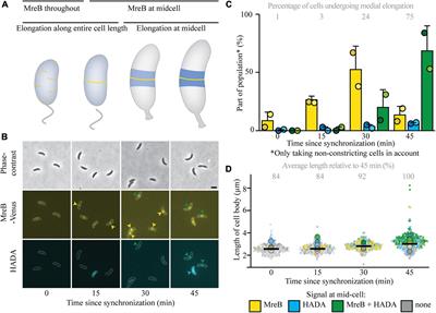 Elongation at Midcell in Preparation of Cell Division Requires FtsZ, but Not MreB nor PBP2 in Caulobacter crescentus